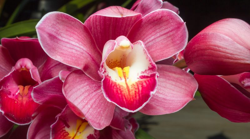 Orchideen als Symbolbild für Yoni-Massage - Fotolia-Lizenz L 2016