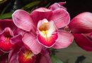 Yoni-Massage bei Elvira (Dornach-München): Die Wunder dieser Welt entdecken Orchidee als Symbolbild Yoni-Massage