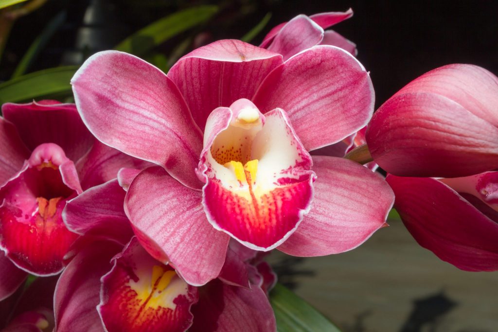 Orchidee Symbolbild Yoni Massage Erfahrung