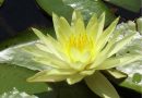Yoni-Massage Erfahrung bei Mari Sawada: ein Raum für Abschied und Neubeginn Symbolbild Yoni-Massage: Lotusblüte Mari Sawada
