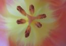 Das hat mein Leben verändert – Yoni-Massage Erfahrung bei Mari Sawada Tulpe als Symbolbild Yoni-Massage Erfahrung bei Mari Sawada von W.