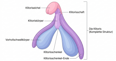 Schaubild Klitoris - seit 2022 auch in Schulbüchern