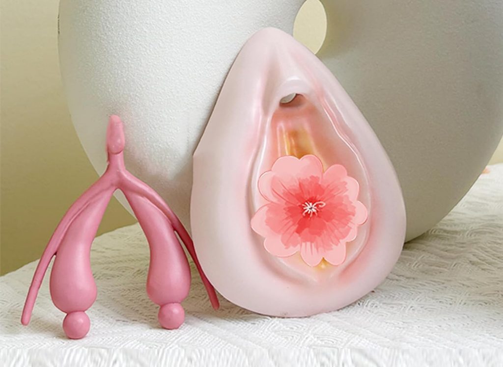 Anatomiemodelle Vulva und Klitoris bei Amazon